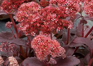 RASPBERRY TRUFFLE SEDUM