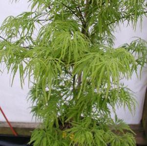 WATERFALL WEEPING JAPANESE MAPLE