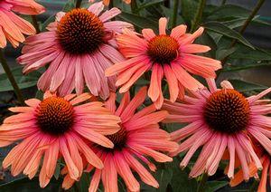 MAMA MIA CONEFLOWER