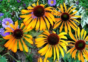 PHOENIX CONEFLOWER