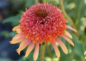 SECRET™ DESIRE CONEFLOWER