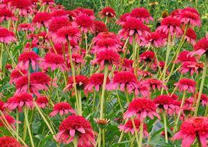Echinacea x 'Secret Passion'