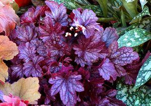 SHANGHAI CORAL BELLS