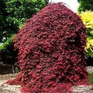 Acer palmatum dissectum 'Orangeola'