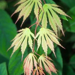 SENSU FULL MOON UPRIGHT JAPANESE MAPLE