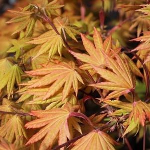 Acer shirasawanum 'Autumn Moon'