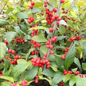 Ilex verticillata 'Winter Red'