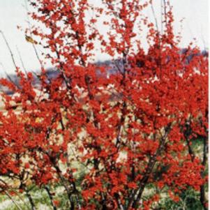 Ilex verticillata 'Sparkleberry'