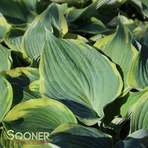 Hosta x 'Earth Angel'
