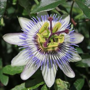 Passiflora caerulea ''
