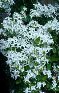 Polygonum falcatum 'Variegatum'