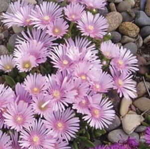 LAVENDER ICE PLANT