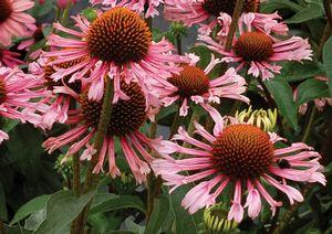 QUILLS AND THRILLS CONEFLOWER