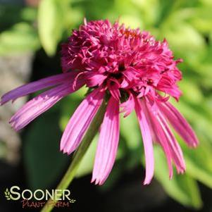 CRANBERRY CUPCAKE CONEFLOWER