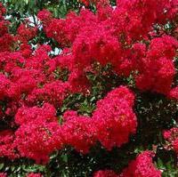 Lagerstroemia x 'PIILAG-III'