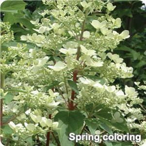 Hydrangea paniculata 'Fire and Ice'