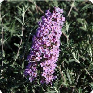 FLUTTERBY FLOW® LAVENDER BUTTERFLY BUSH