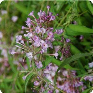 FLUTTERBY FLOW® MAUVE PINK BUTTERFLY BUSH