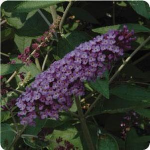 FLUTTERBY® LAVENDER BUTTERFLY BUSH