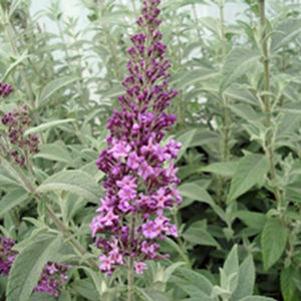 FLUTTERBY® PINK BUTTERFLY BUSH