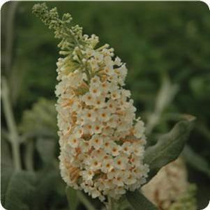FLUTTERBY GRANDE® VANILLA BUTTERFLY BUSH