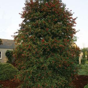 Ilex x 'HL10-90'