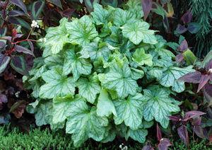 MINT JULEP CORAL BELLS