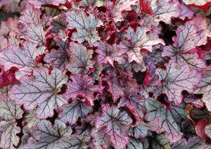 SPELLBOUND CORAL BELLS