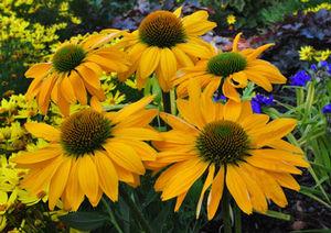 LEILANI CONEFLOWER