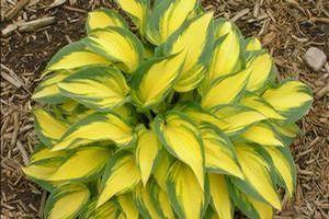 REMEMBER ME HOSTA