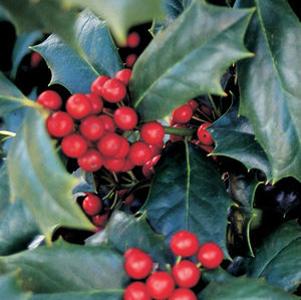 ROBIN RED HOLLY