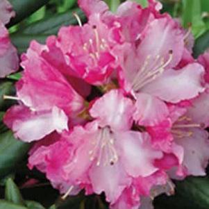 SOUTHGATE BRANDI RHODODENDRON