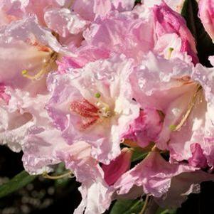 SOUTHGATE BREEZE RHODODENDRON