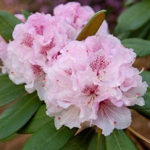 INGRID MEHLEQUIST RHODODENDRON