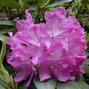 ROSEUM PINK RHODODENDRON
