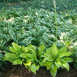 Hosta x 'So Sweet'