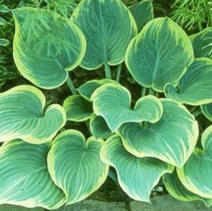 Hosta fluctuans 'Sagae'