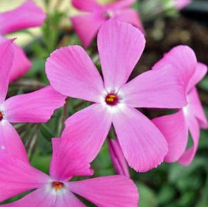 PAPARAZZI® PARIS PHLOX