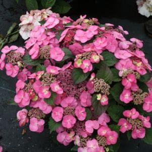 Hydrangea serrata 'MAK20'
