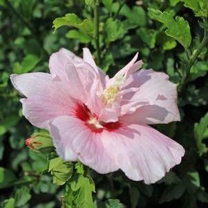 Hibiscus syriacus 'JWNWOOD4'