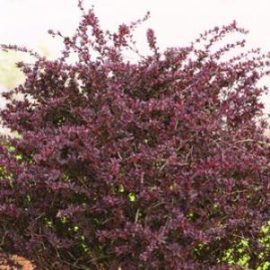 Berberis thunbergii 'Helen'