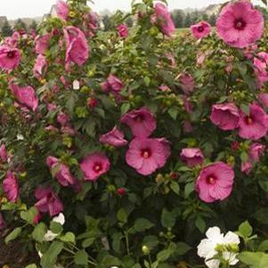 JAZZBERRY JAM HARDY HIBISCUS