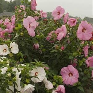 PINK ELEPHANT HARDY HIBISCUS