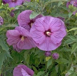 SUMMERIFIC® BERRYLICIOUS HARDY HIBISCUS