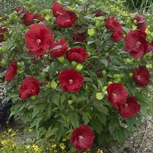 SUMMERIFIC® CRANBERRY CRUSH HARDY HIBISCUS