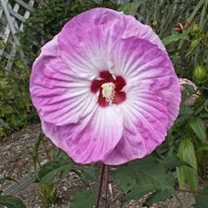 TIE DYE HARDY HIBISCUS