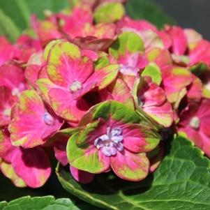 Hydrangea macrophylla 'Horwack'