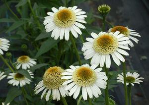 SECRET™ PRIDE CONEFLOWER