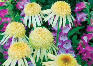 Echinacea x 'Secret Joy'