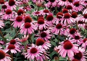 SATIN NIGHTS CONEFLOWER